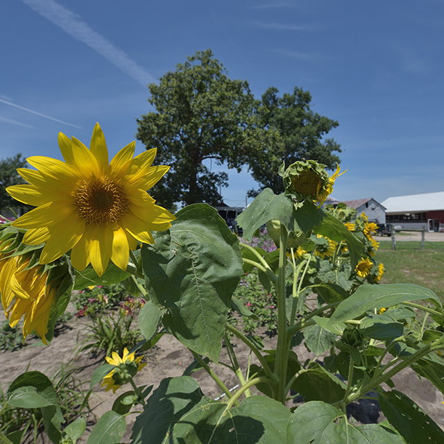 Fall Festival at Richlands  Dairy Farm Creamery 